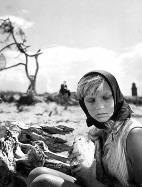 detail The White Dove - Blu-ray + DVD